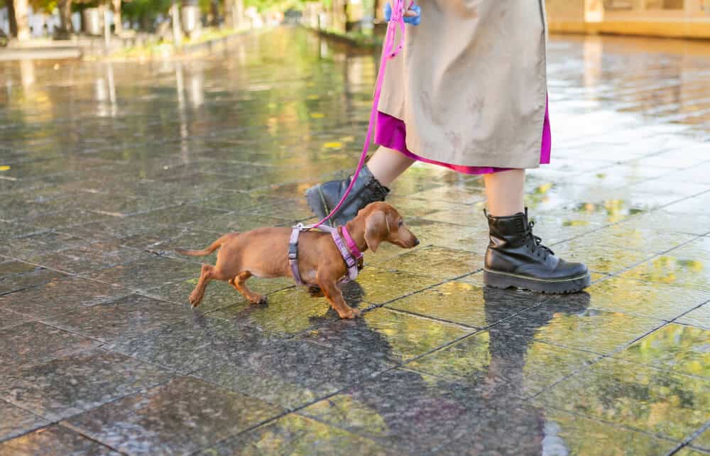 What to Expect When Bringing Home Mini Dachshund Puppies