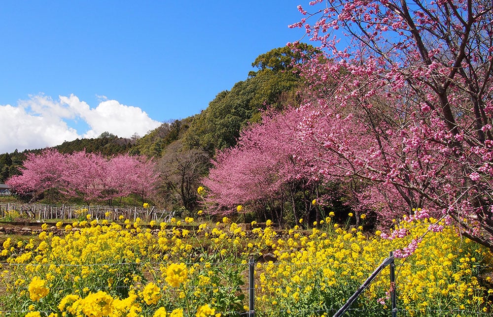 2024年 開花情報 大雄町 花咲く里山の「大雄紅桜」が満開です