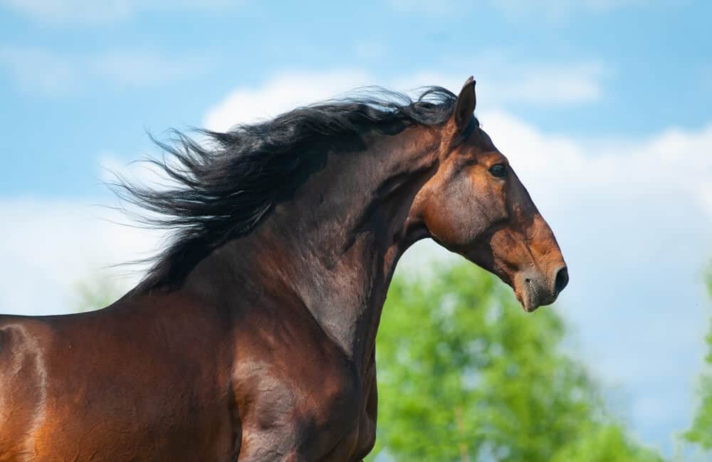 The Best Spanish Horse Names For Mares and Stallions Home In The Pastures