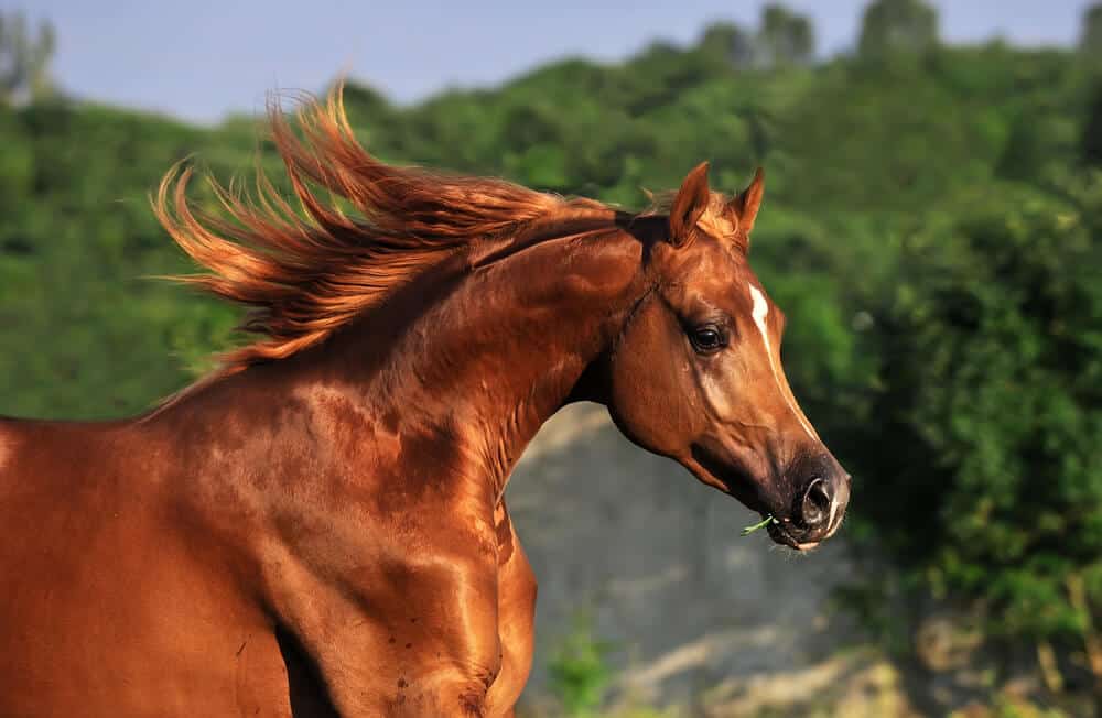 Arabian Horse Names