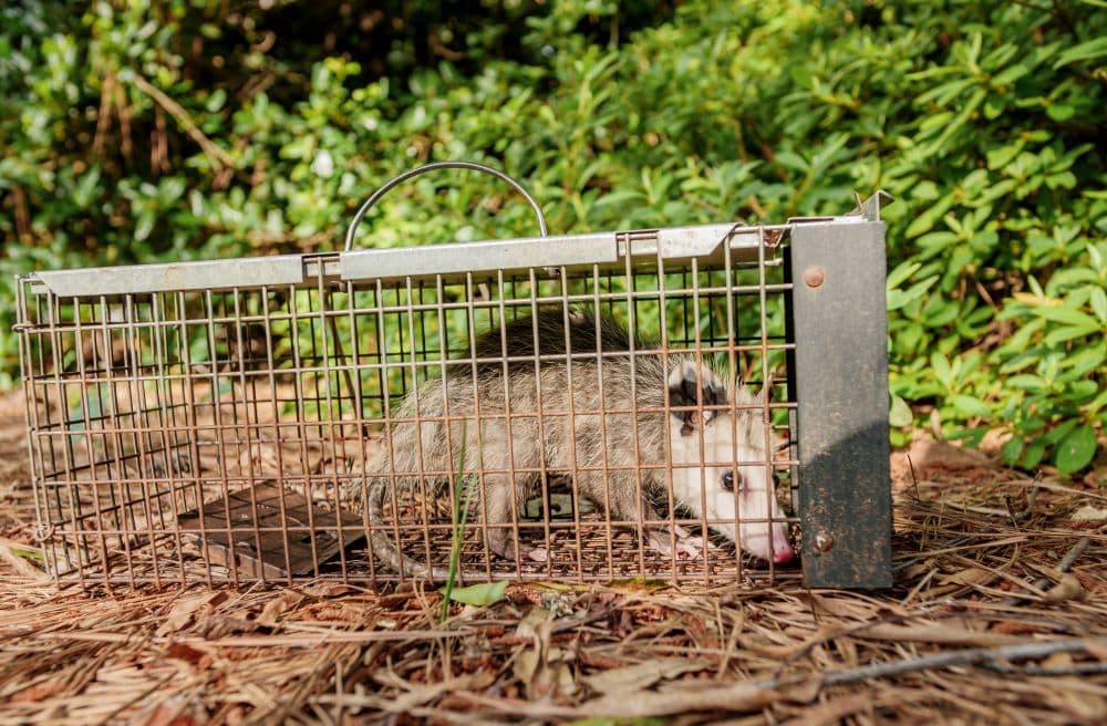 Opossum traps
