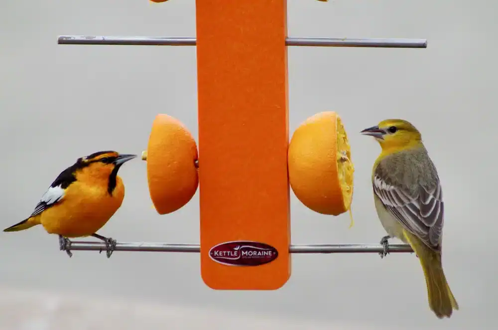 What Bird Seed Attracts Orioles