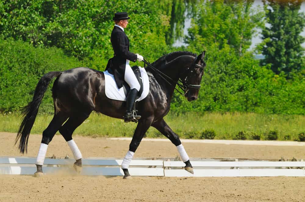 Dressage horse