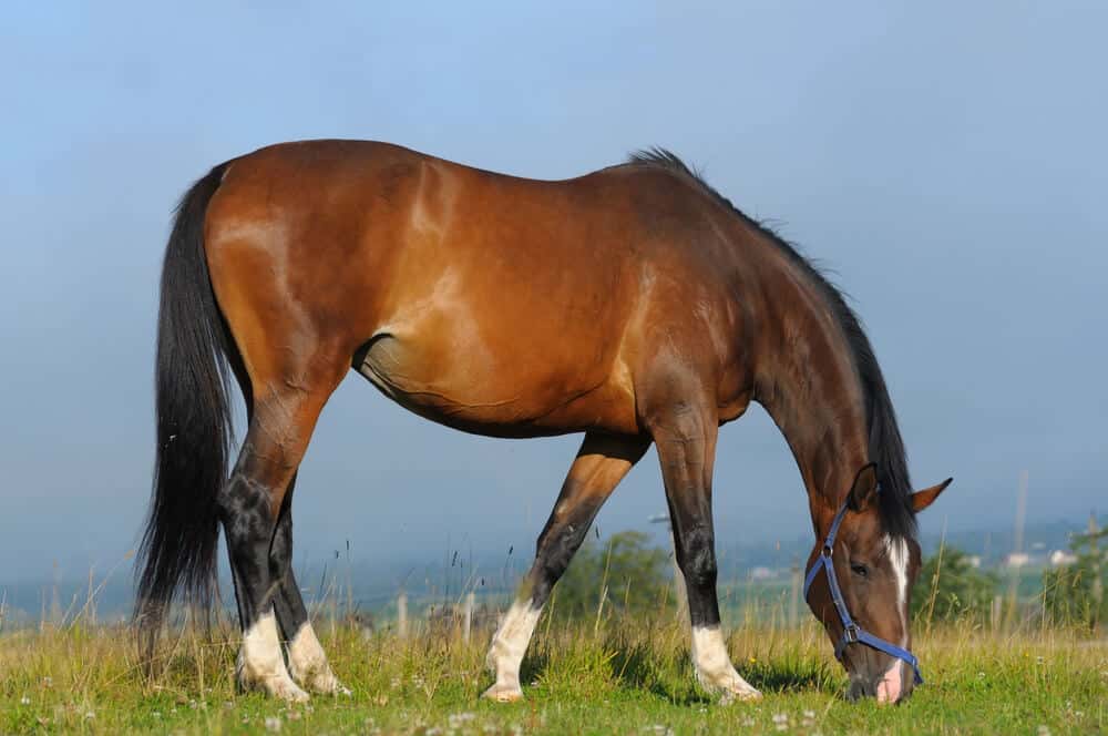 The Best Hanoverian Horse Names: A Blend of Culture and Character