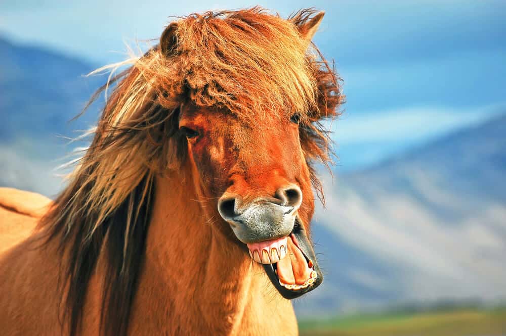 fun horse facts