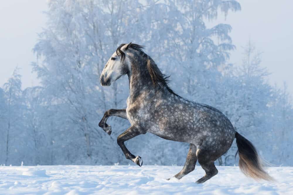 beautiful stubborn horse names