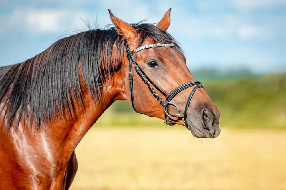 cheeky stubborn horse names