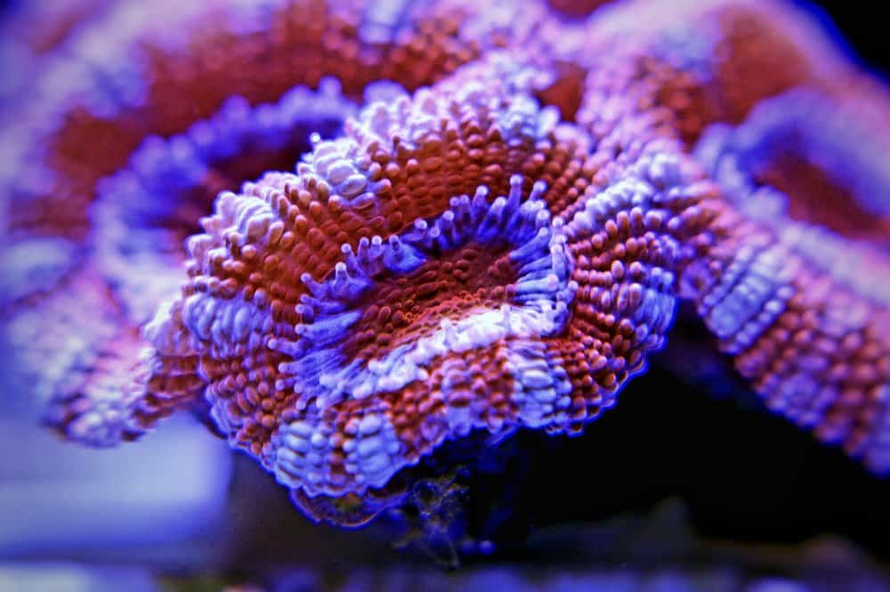 Acanthanstrea (Acan) LPS coral in closeup shoot