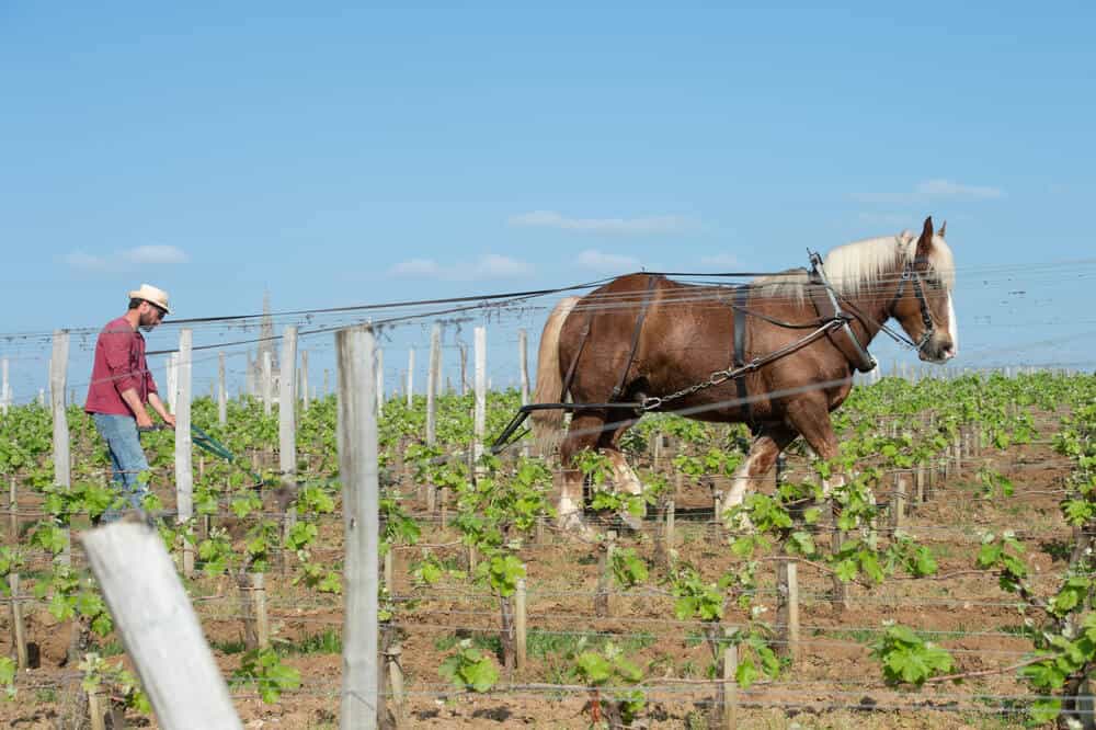 french draft horse