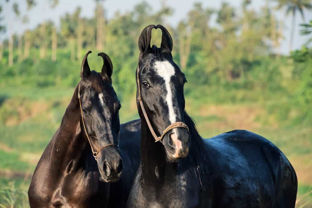Marwari Horse Breed