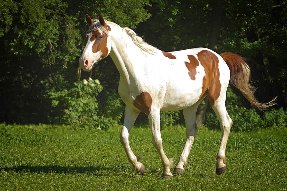 Choosing The Best Paint Horse Names With Character Beautiful Paint Horse