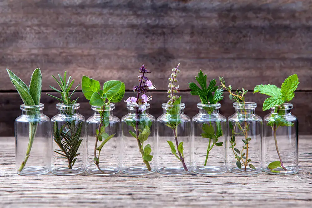 herbs for essential oils
