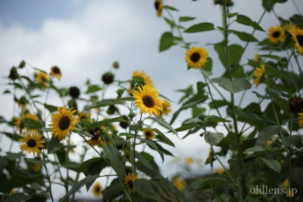 konica hexanon ar 57mm f1.2 revew 作例 草花 ひまわり エモい写真画像 レトロ おすすめオールドレンズ 滲み