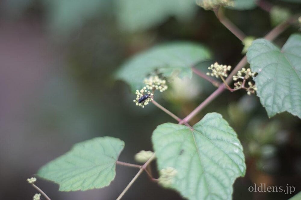 konica hexanon ar 57mm f1.2 revew 作例 草花 虫 植物 エモい写真画像 レトロ おすすめオールドレンズ 滲み