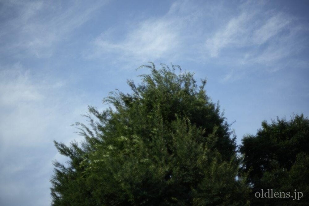 konica hexanon ar 57mm f1.2 revew 作例 木 自然 青空 エモい写真画像 レトロ おすすめオールドレンズ 滲み