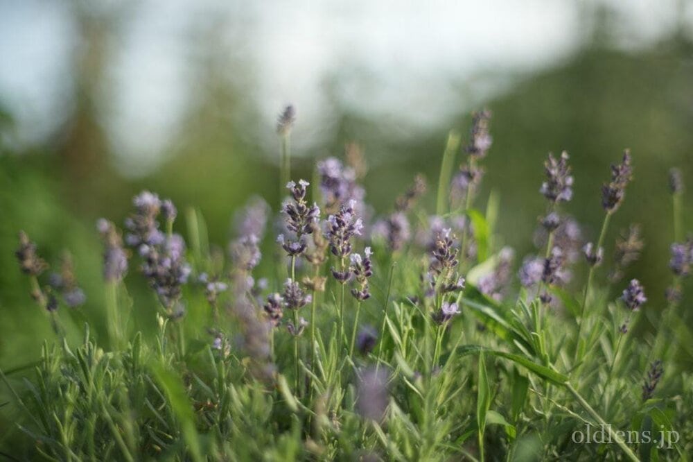konica hexanon ar 57mm f1.2 revew 作例 草花 植物 エモい写真画像 レトロ おすすめオールドレンズ 滲み