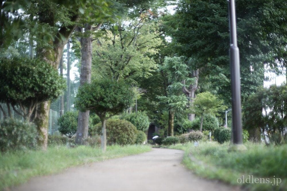 konica hexanon ar 57mm f1.2 revew 作例 公園 木 植物 自然 エモい写真画像 レトロ おすすめオールドレンズ 滲み