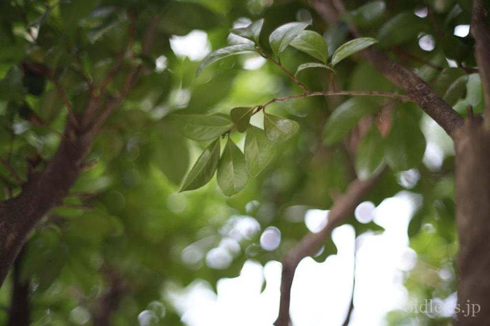 konica hexanon ar 57mm f1.2 revew 作例 木 植物 自然 玉ボケ バブルボケ エモい写真画像 レトロ おすすめオールドレンズ 滲み