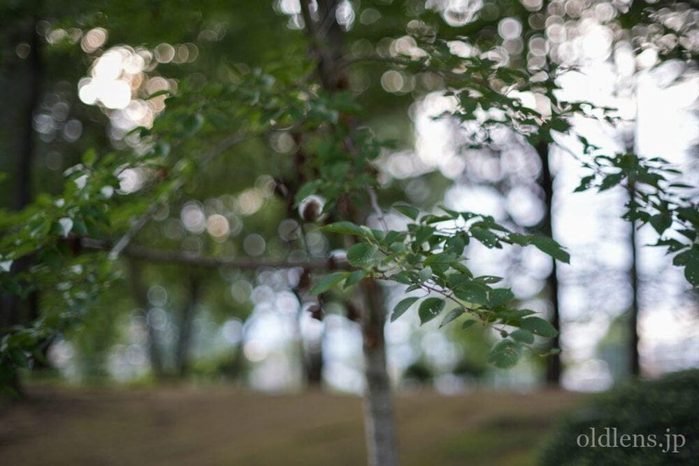 konica hexanon ar 57mm f1.2 revew 作例 木 植物 自然 玉ボケ バブルボケ エモい写真画像 レトロ おすすめオールドレンズ 滲み