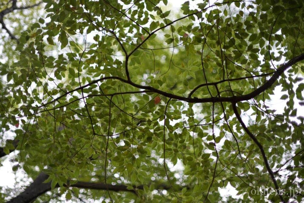 konica hexanon ar 57mm f1.2 revew 作例 木 植物 自然 エモい写真画像 レトロ おすすめオールドレンズ 滲み