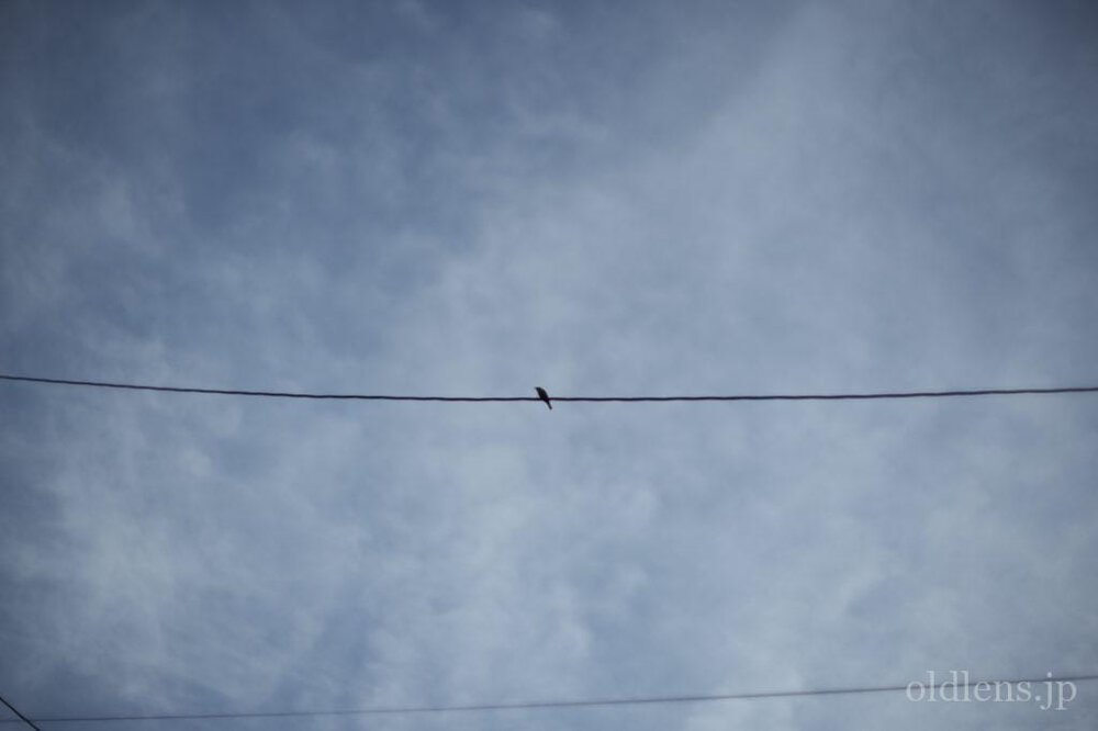 konica hexanon ar 57mm f1.2 revew 作例 青空 鳥 エモい写真画像 レトロ おすすめオールドレンズ 滲み