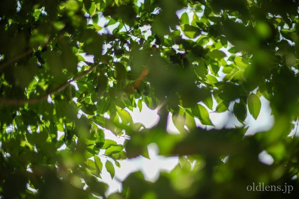 konica hexanon ar 57mm f1.2 revew 作例 木 植物 エモい写真画像 レトロ おすすめオールドレンズ 滲み