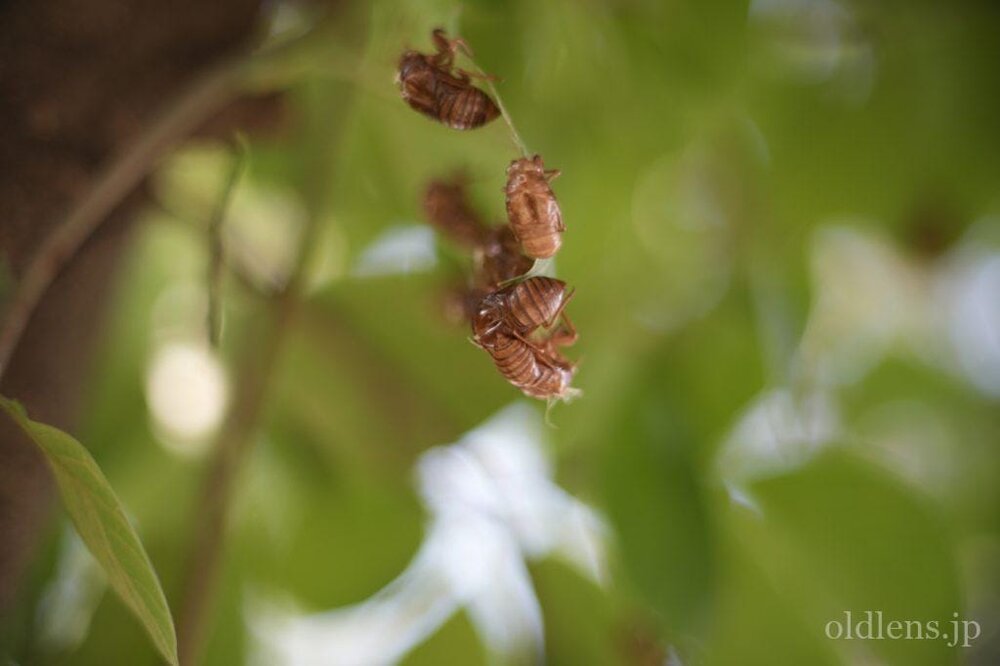 konica hexanon ar 57mm f1.2 revew 作例 セミの抜け殻 昆虫 木々 自然 エモい写真画像 レトロ おすすめオールドレンズ 滲み