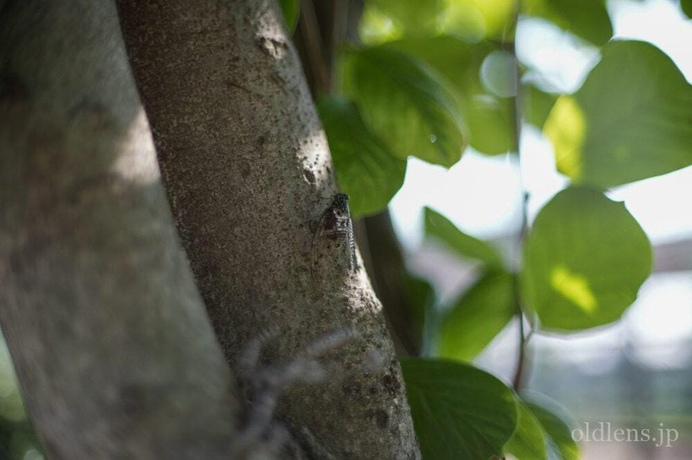 konica hexanon ar 57mm f1.2 revew 作例 公園 草花 木々 自然 玉ボケ エモい写真画像 レトロ おすすめオールドレンズ 滲み