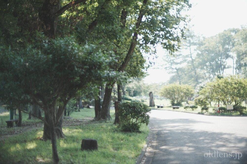 konica hexanon ar 57mm f1.2 revew 作例 公園 草花 木々 自然 エモい写真画像 レトロ おすすめオールドレンズ 滲み