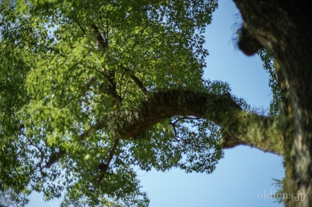 konica hexanon ar 57mm f1.2 revew 作例 公園 草花 木々 自然 エモい写真画像 レトロ おすすめオールドレンズ 滲み