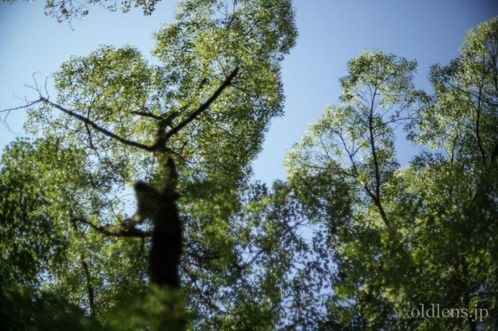 konica hexanon ar 57mm f1.2 revew 作例 公園 草花 木々 自然 エモい写真画像 レトロ おすすめオールドレンズ 滲み
