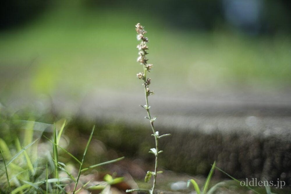 konica hexanon ar 57mm f1.2 revew 作例 公園 草花 木々 自然 エモい写真画像 レトロ おすすめオールドレンズ 滲み