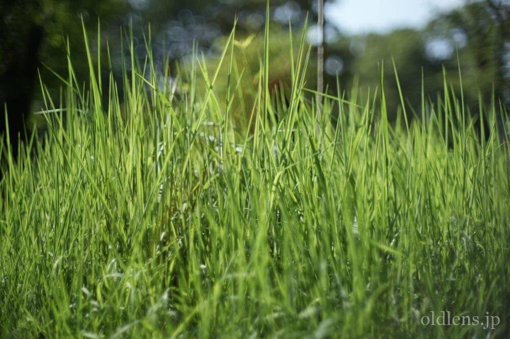 konica hexanon ar 57mm f1.2 revew 作例 公園 草花 木々 自然 エモい写真画像 レトロ おすすめオールドレンズ 滲み