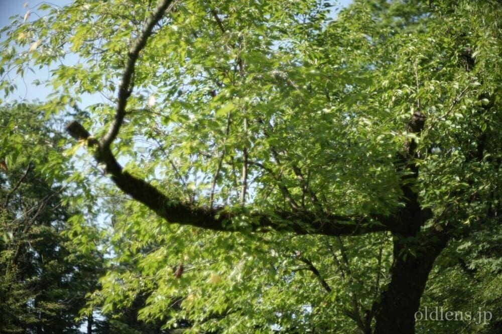 konica hexanon ar 57mm f1.2 revew 作例 公園 草花 木々 自然 エモい写真画像 レトロ おすすめオールドレンズ 滲み