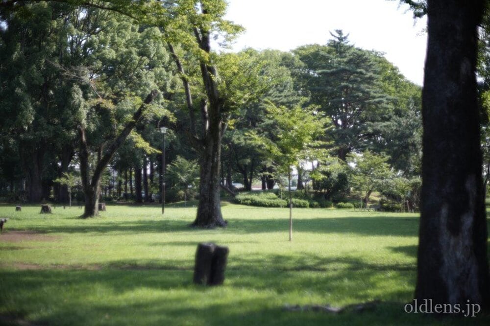 konica hexanon ar 57mm f1.2 revew 作例 草花 自然 エモい写真画像 レトロ おすすめオールドレンズ 滲み