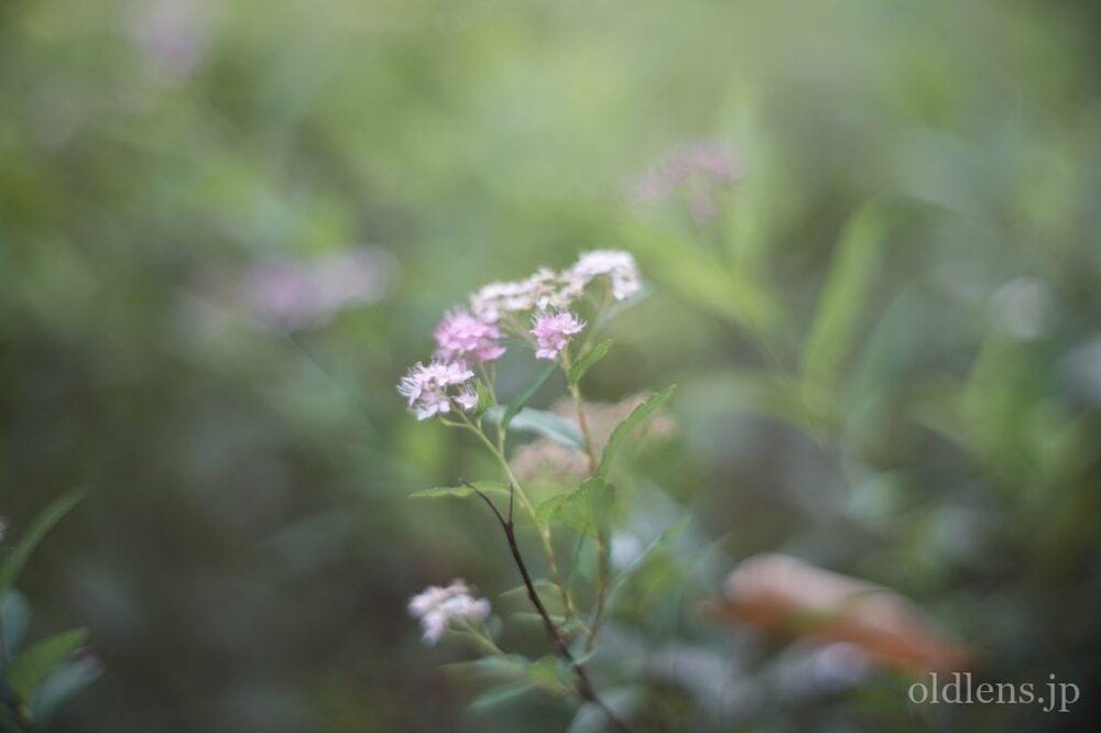 konica hexanon ar 57mm f1.2 revew 作例 草花 自然 エモい写真画像 レトロ おすすめオールドレンズ 滲み