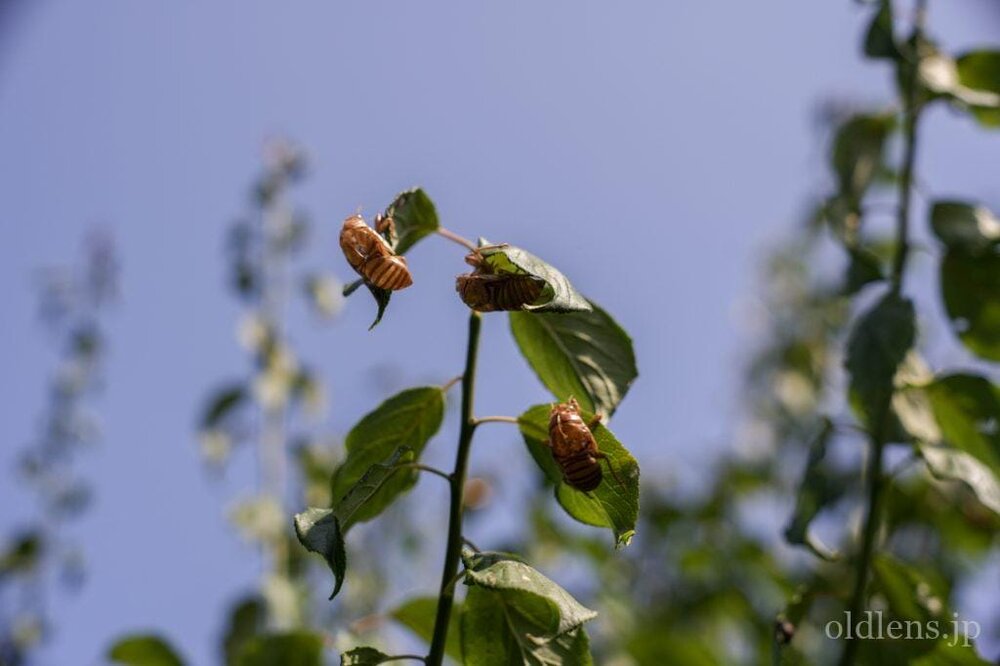 konica hexanon ar 57mm f1.2 revew 作例 セミの抜け殻 昆虫 木々 自然 エモい写真画像 レトロ おすすめオールドレンズ 滲み