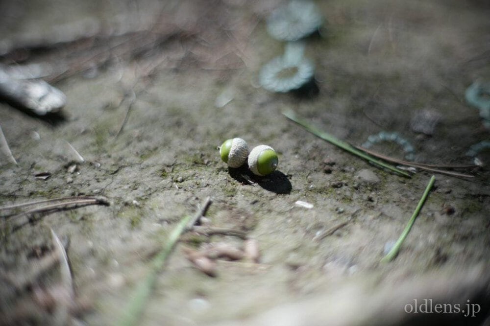 konica hexanon ar 57mm f1.2 revew 作例 草花 植物 自然 どんぐり エモい写真画像 レトロ おすすめオールドレンズ 滲み