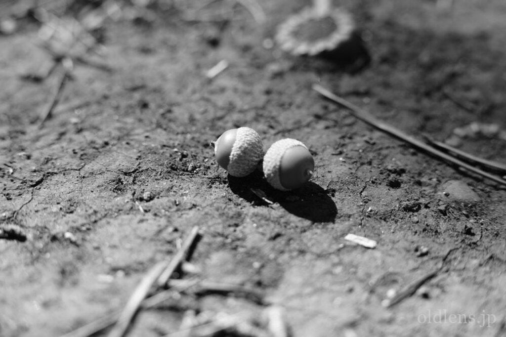 konica hexanon ar 57mm f1.2 revew 作例 草花 植物 自然 どんぐり エモい写真画像 レトロ おすすめオールドレンズ 滲み