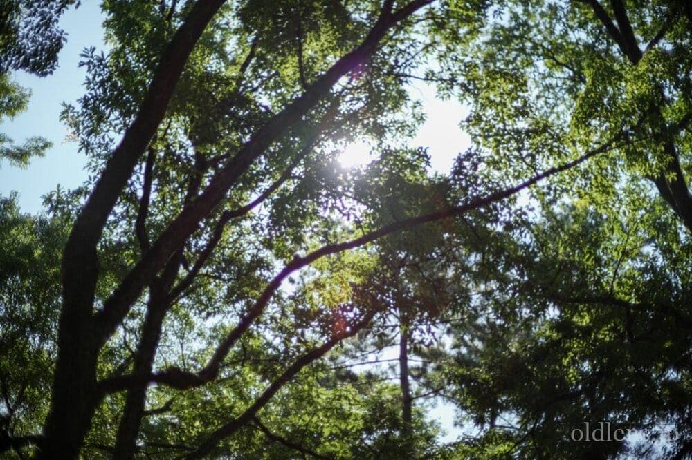 konica hexanon ar 57mm f1.2 revew 作例 公園 草花 木々 自然 エモい写真画像 レトロ おすすめオールドレンズ 滲み