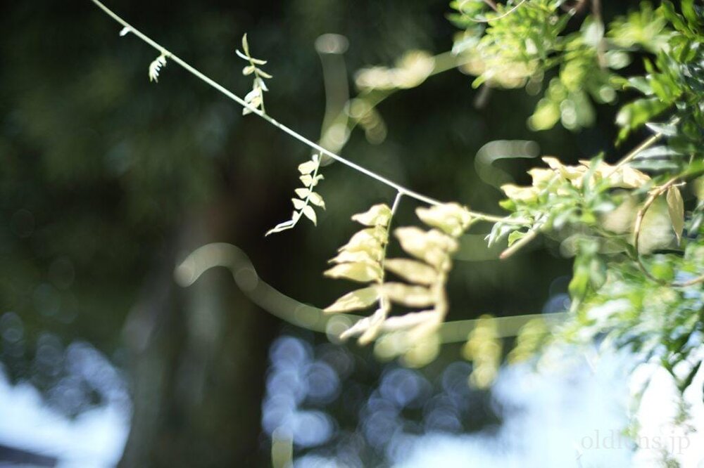 konica hexanon ar 57mm f1.2 revew 作例 公園 草花 木々 自然 エモい写真画像 レトロ おすすめオールドレンズ 滲み