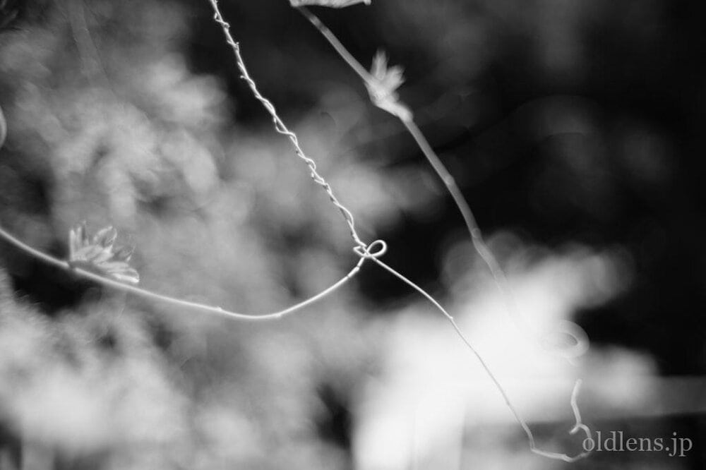 konica hexanon ar 57mm f1.2 revew 作例 公園 草花 木々 自然 エモい写真画像 レトロ おすすめオールドレンズ 滲み 白黒