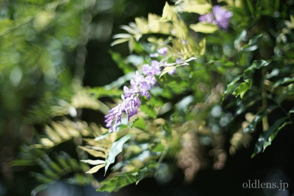 konica hexanon ar 57mm f1.2 revew 作例 公園 草花 木々 自然 エモい写真画像 レトロ おすすめオールドレンズ 滲み