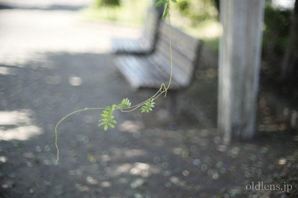 konica hexanon ar 57mm f1.2 revew 作例 公園 草花 木々 自然 エモい写真画像 レトロ おすすめオールドレンズ 滲み
