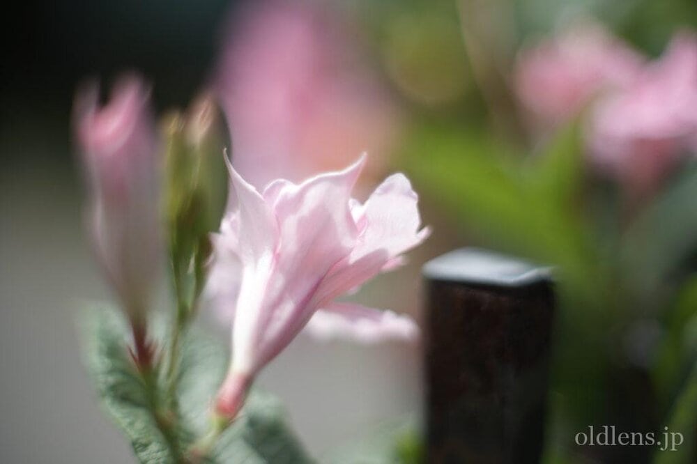 Nikkor-S Auto 55mm F1.2レビュー作例 滲みクセ玉 エモい写真が撮れる