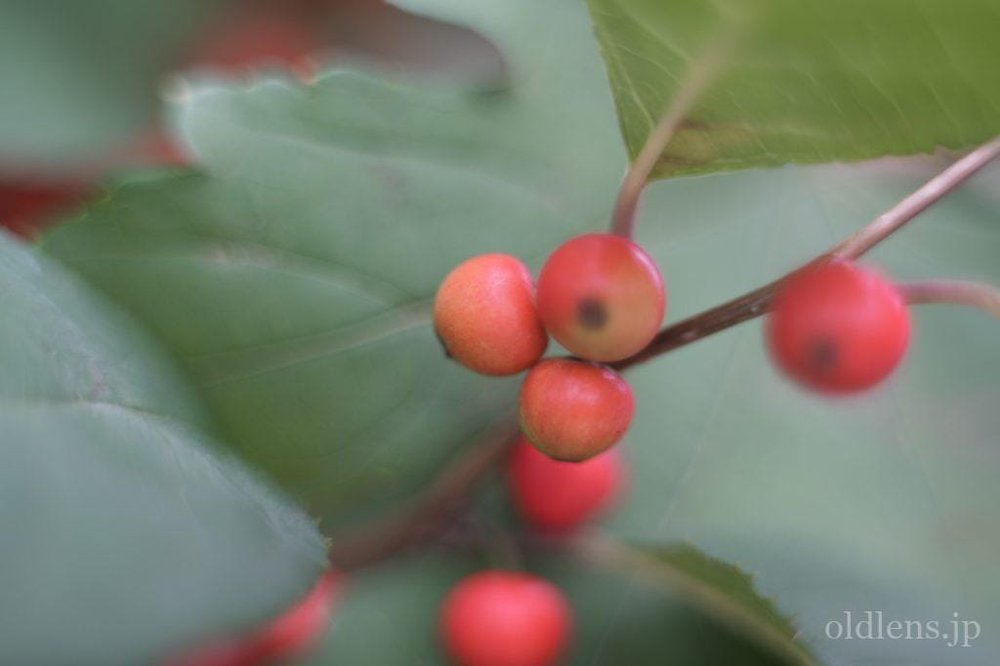 Meyer-Optik Gorlitz Oreston 50mm f1.8 revew 作例 エモい写真画像 無料 フリー 日本 自然 風景 昭和レトロ 花