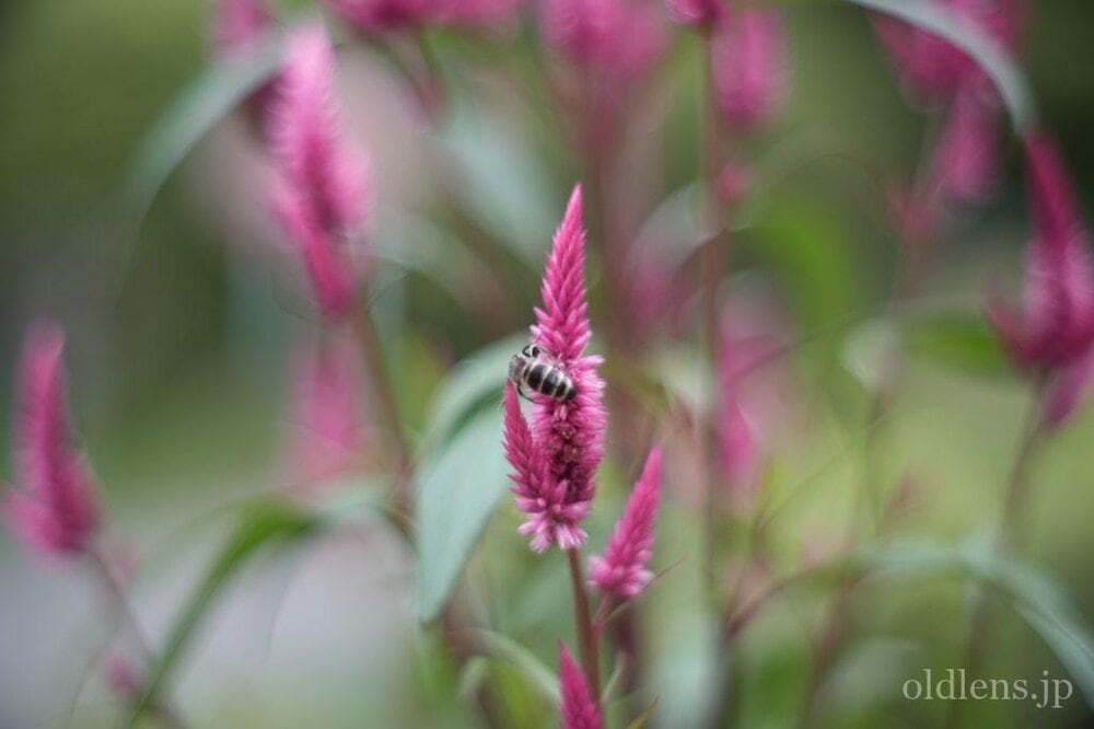 銘玉 konica hexanon ar 57mm f1.4 revew 作例 Monster bokeh エモい画像写真 自然風景 花 蜜蜂