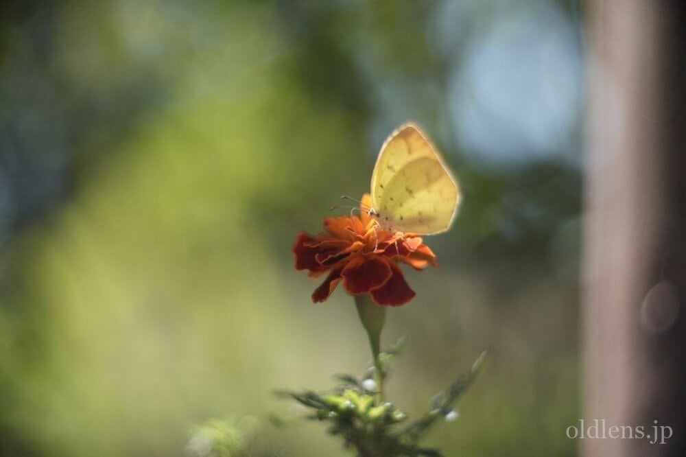 KMZ PO2-2M 75mm f2 Revew cinelens Speed Panchro コピー monster bokeh 作例 flowor 花 Butterfly 蝶 エモい画像写真展