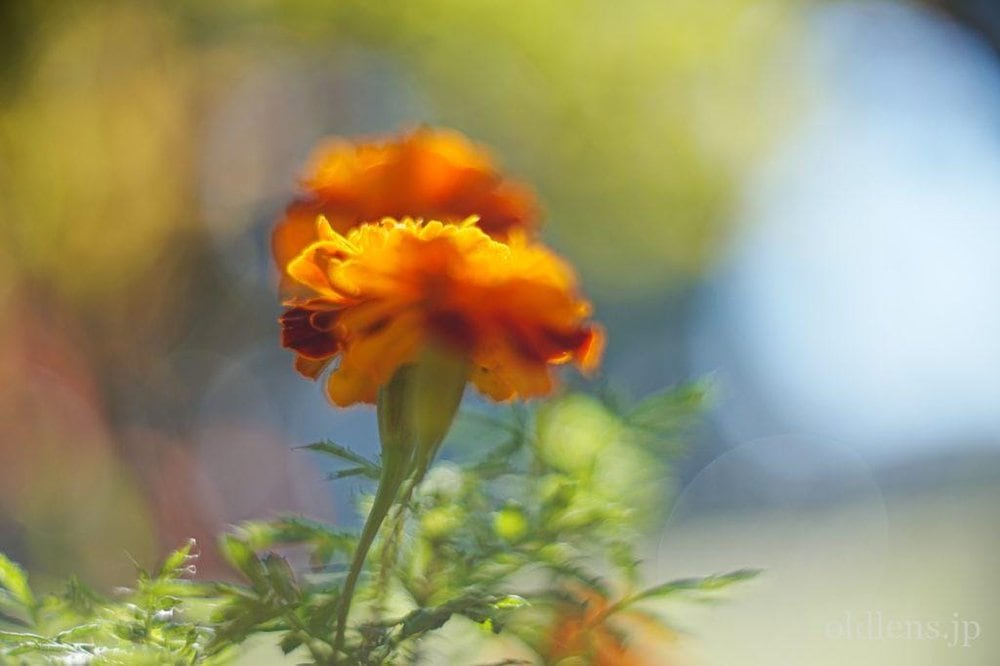 KMZ PO2-2M 75mm f2 Revew cinelens Speed Panchro コピー monster bokeh 作例 flowor 花 エモい画像写真展