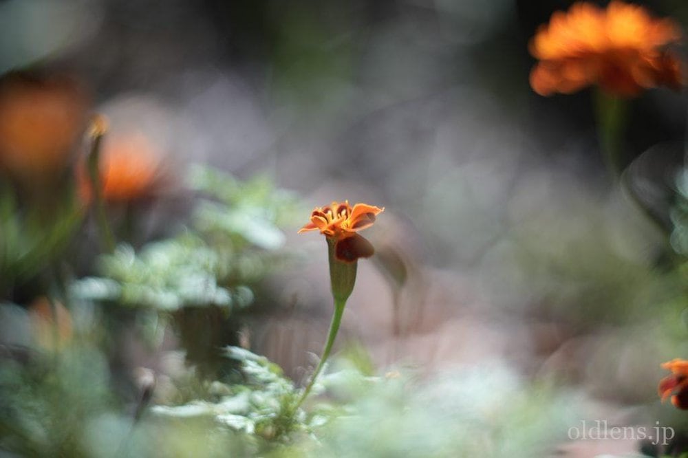 KMZ PO2-2M 75mm f2 Revew cinelens Speed Panchro コピー monster bokeh 作例 flowor 花 エモい画像写真展